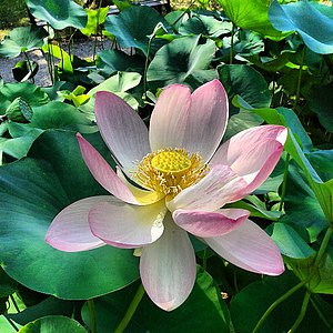 Lotos im Botanischen Garten